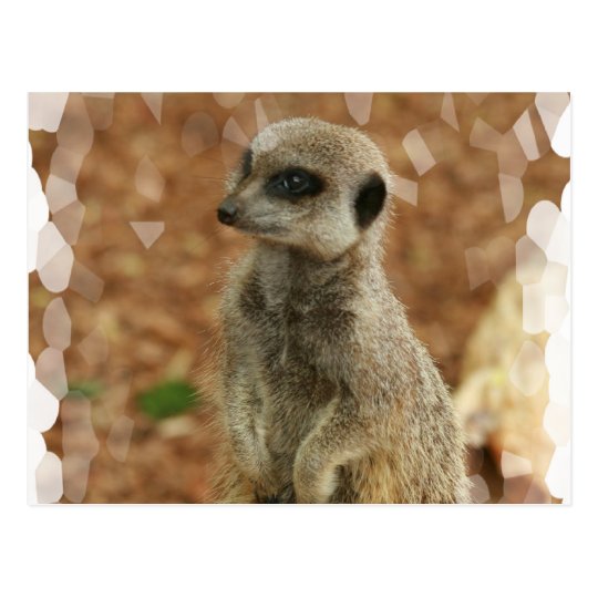 Baby Meerkat Postcard