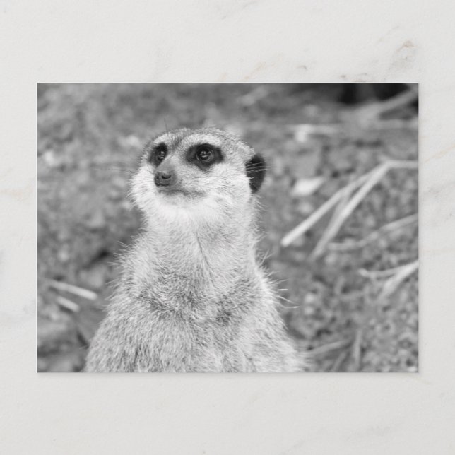 "Baby Meerkat" Postcard (Front)