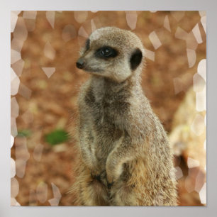 Baby Meerkat Poster Print