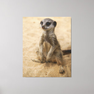 Baby Meerkat Sitting In The Sand Canvas Print