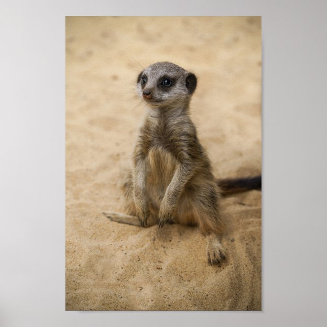 Baby Meerkat Sitting In The Sand Poster (Front)