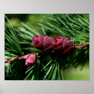 Baby Miniature Pine Cones Orton Effect Poster