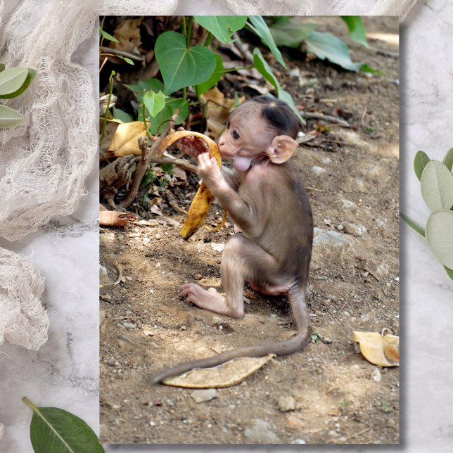 Baby Monkey (Creator Uploaded)