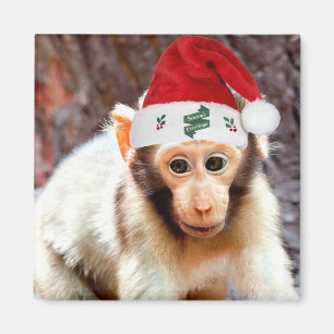 Baby Monkey at Christmas Magnet