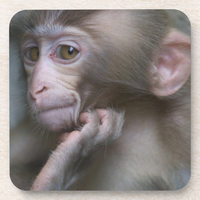 Baby Monkey Coaster (Front)