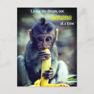 Baby Monkey Eating Banana Holiday Postcard