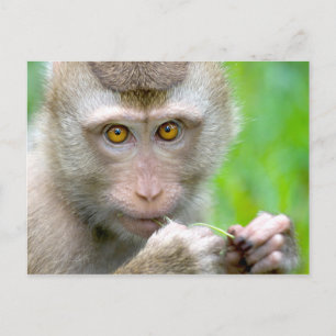 Baby Monkey Face Postcard