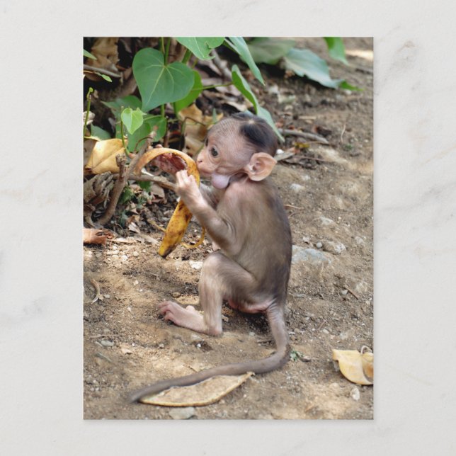Baby Monkey Holiday Postcard (Front)