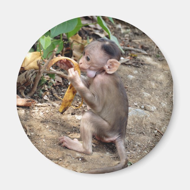 Baby Monkey Magnet (Front)