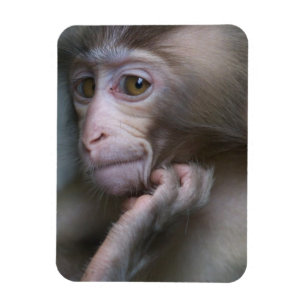 Baby Monkey Magnet