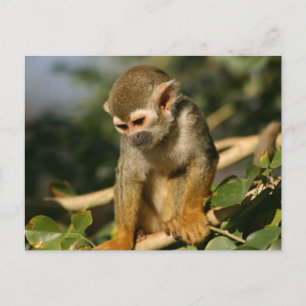 Baby Monkey Postcard
