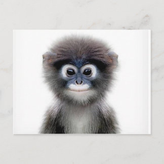 baby monkey postcard