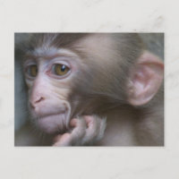 Baby Monkey