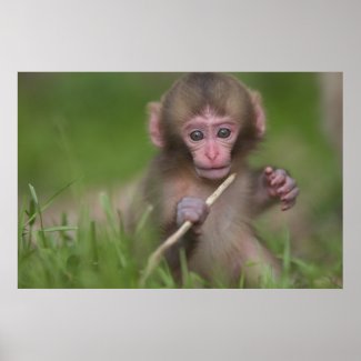 Baby Monkey Poster