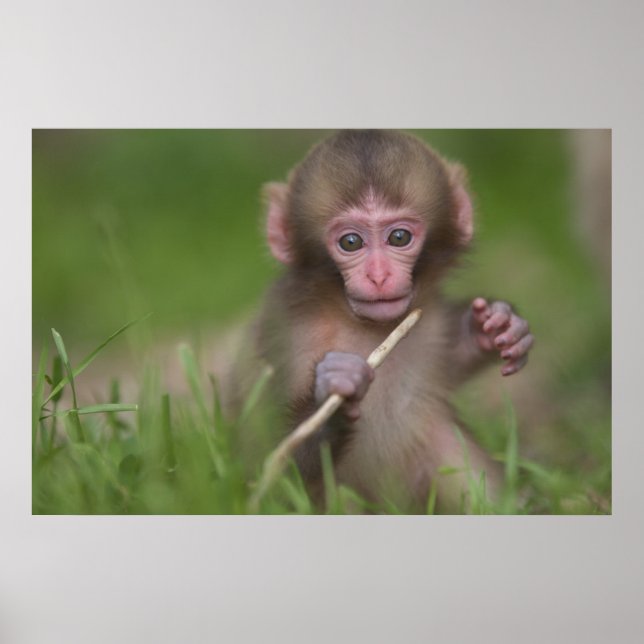 Baby Monkey Poster (Front)