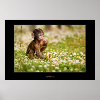 Baby Monkey Poster