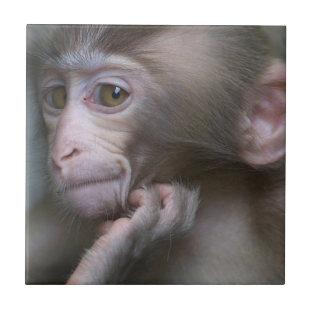 Baby Monkey Tile (Front)