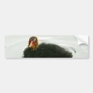 Baby Moorhens Bumper Sticker