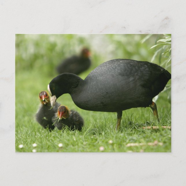 Baby Moorhens Postcard (Front)