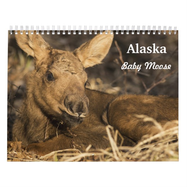 Baby Moose Calendar (Cover)