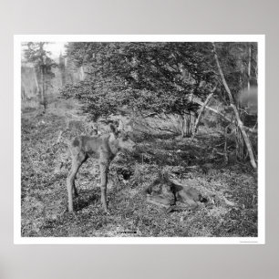 Baby Moose In Alaska 1915 Poster