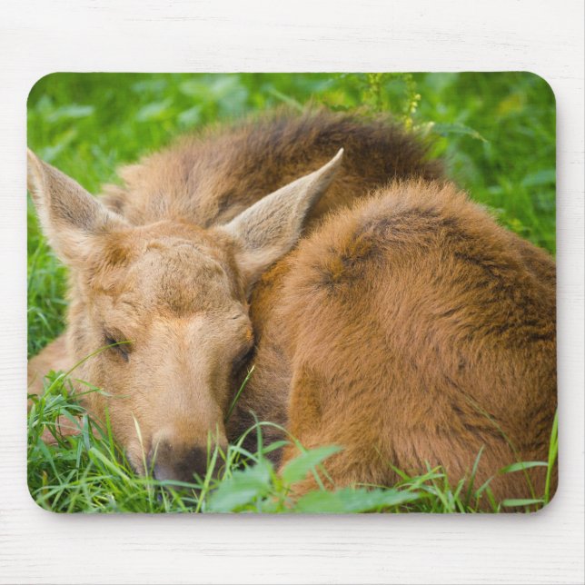 Baby Moose Sleeping In Grass, Baby Animal Mouse Mat (Front)