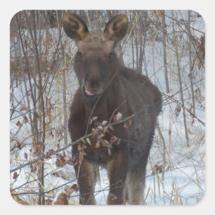 Baby Moose Square Sticker