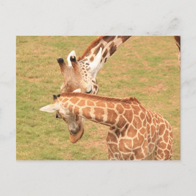 Baby & Mother Giraffe #3 Postcard (Front)