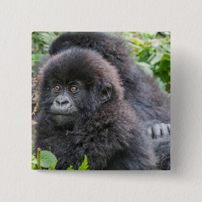 Baby Mountain Gorilla 15 Cm Square Badge (Front)