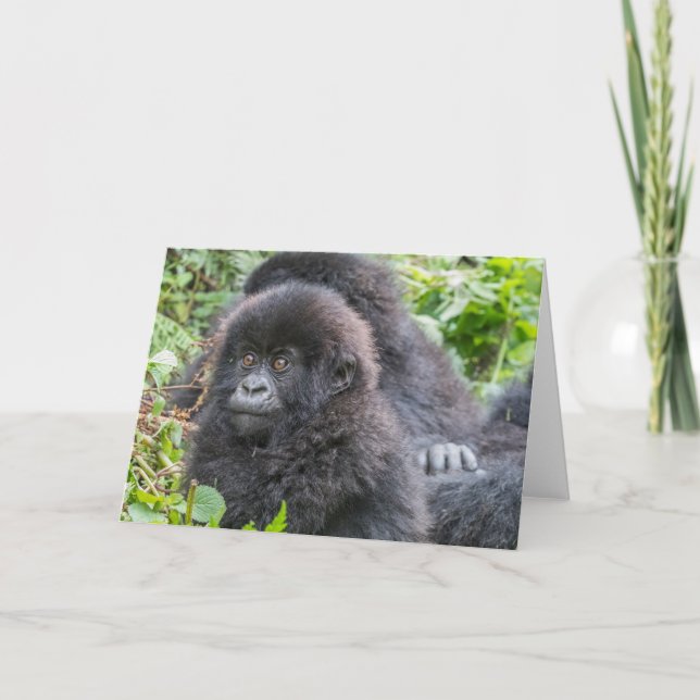 Baby Mountain Gorilla Card (Front)