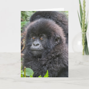 Baby Mountain Gorilla Card