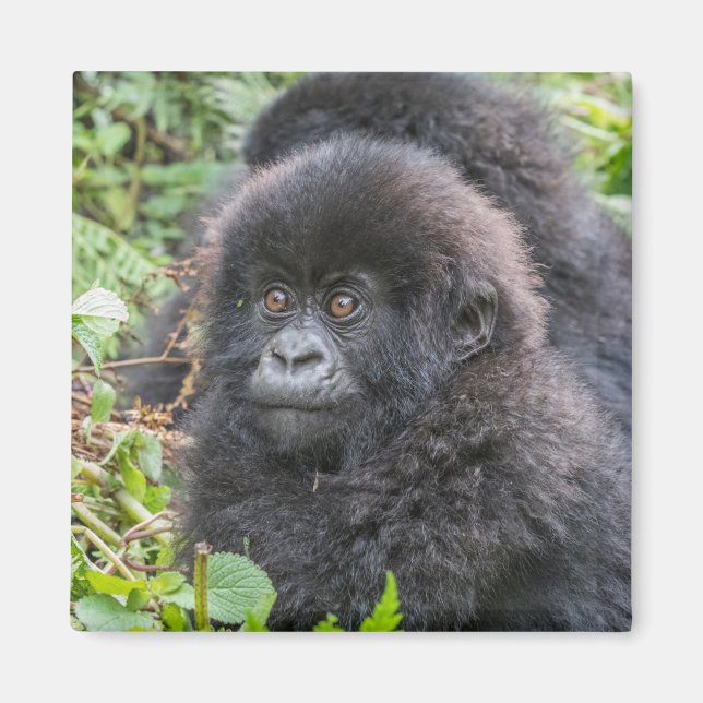 Baby Mountain Gorilla Magnet (Front)