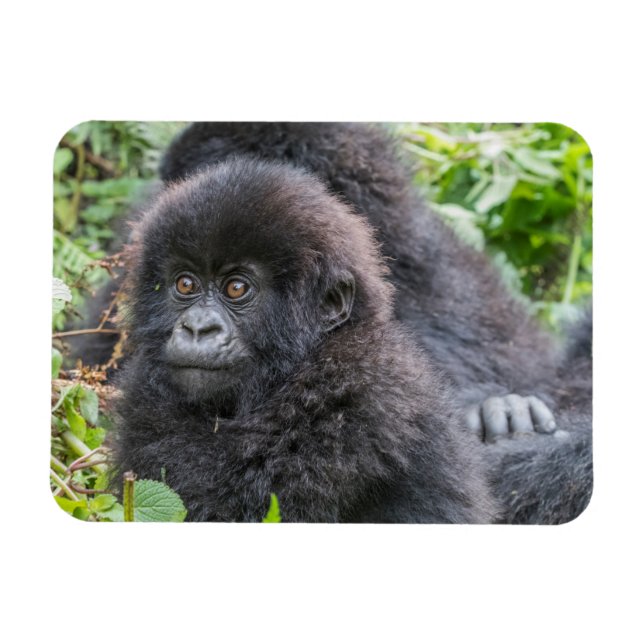 Baby Mountain Gorilla Magnet (Horizontal)