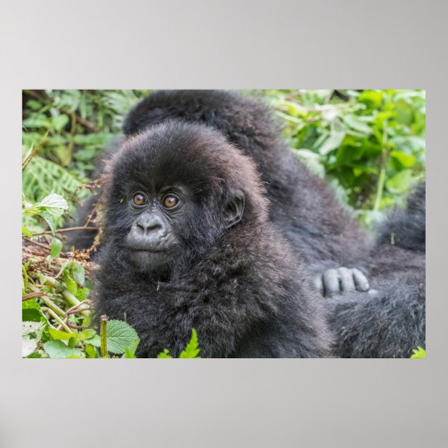 Baby Mountain Gorilla Poster (Front)