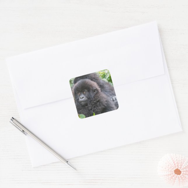 Baby Mountain Gorilla Square Sticker (Envelope)