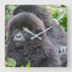 Baby Mountain Gorilla Square Wall Clock