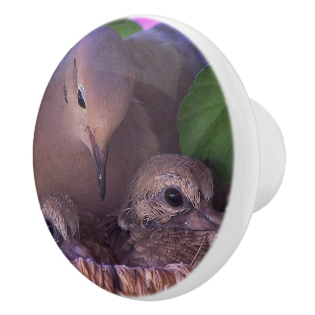 Baby Mourning Dove Bird Wildlife Animals Nest Knob (Right)