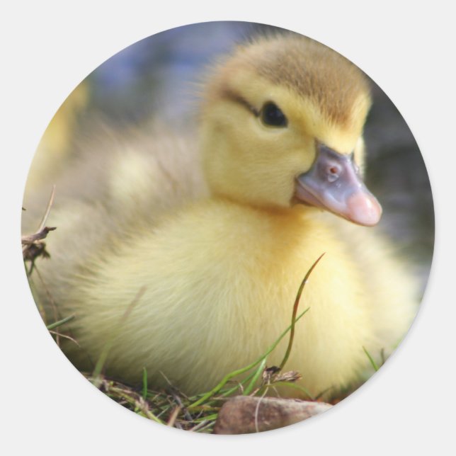 Baby Muscovy duckling Classic Round Sticker (Front)