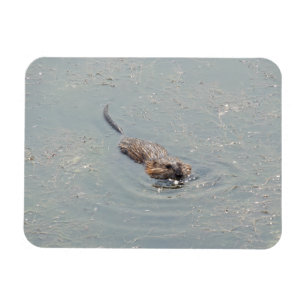 Baby Muskrat Flexible Photo Magnet