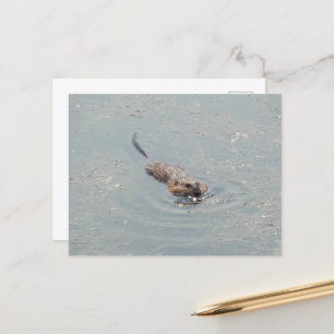 Baby Muskrat Postcard