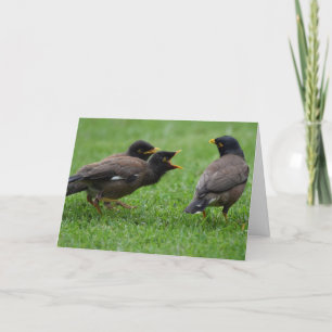 Baby Myna Birds Begging for Food Card