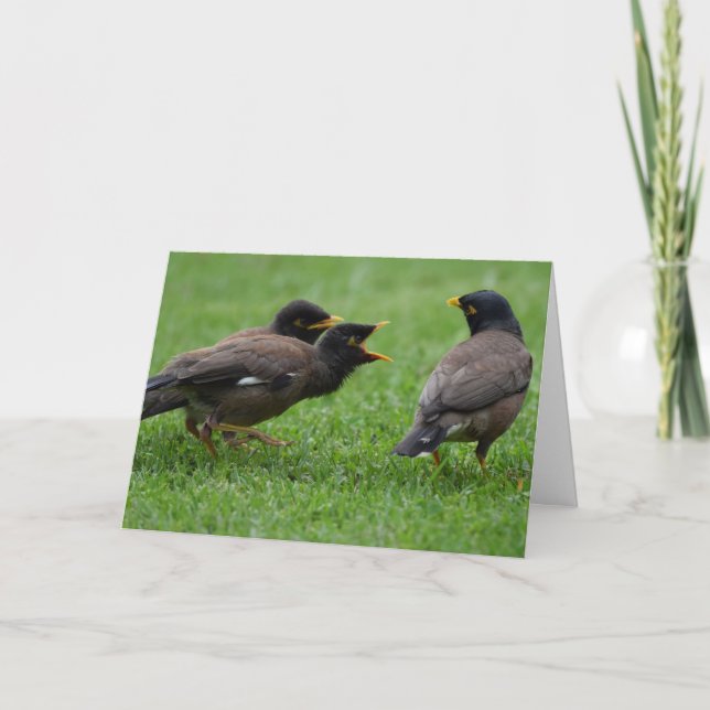 Baby Myna Birds Begging for Food Card (Front)