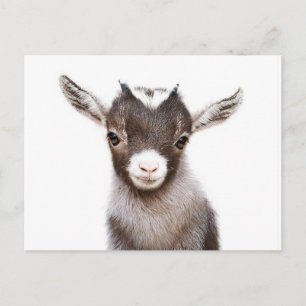 baby nanny goat postcard