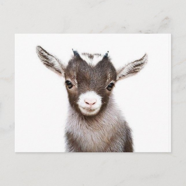 baby nanny goat postcard (Front)