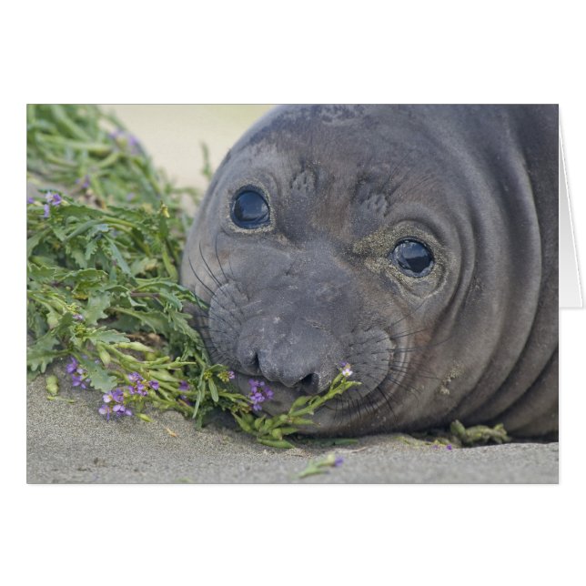 Baby Northern Elephant Seal (Front Horizontal)