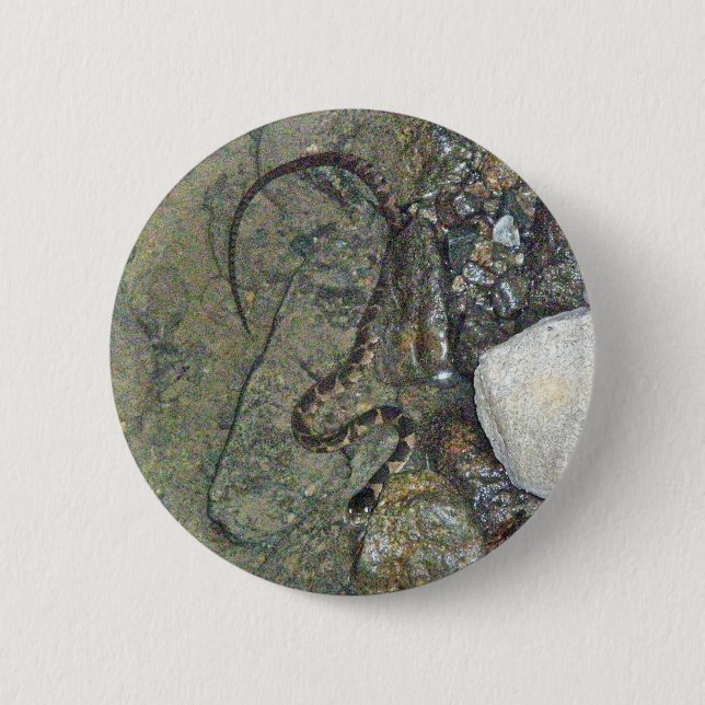 Baby Northern Water Snake (Nerodia sipedon) Items 6 Cm Round Badge (Front)