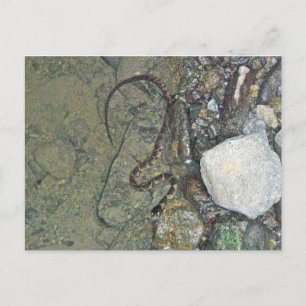 Baby Northern Water Snake (Nerodia sipedon) Items Postcard