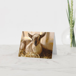 BABY OF GOAT FOLDING GREETING CARD