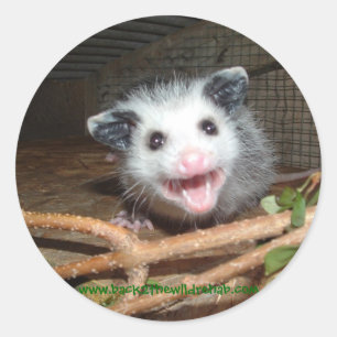 baby opossum stickers