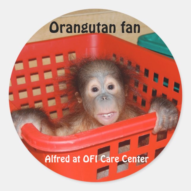 Baby Orangutan Alfred Classic Round Sticker (Front)